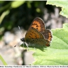 lycaena helle male1